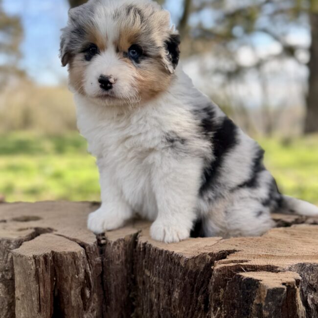 Elevage Deep Blue Eyes - Toulouse - Chiot Berger Américain Miniature Pomsky Teckel