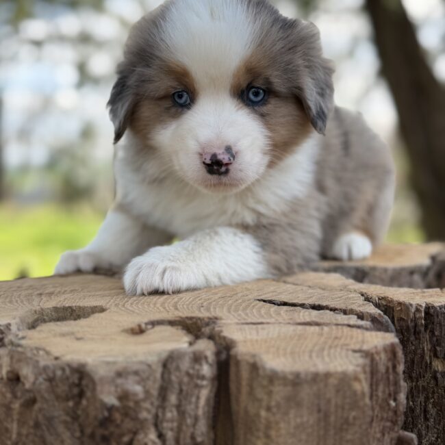 Elevage Deep Blue Eyes - Toulouse - Chiot Berger Américain Miniature Pomsky Teckel