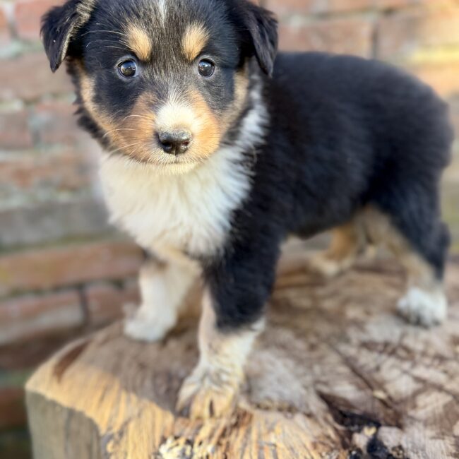 Elevage Deep Blue Eyes - Toulouse - Chiot Berger Américain Miniature Pomsky Teckel