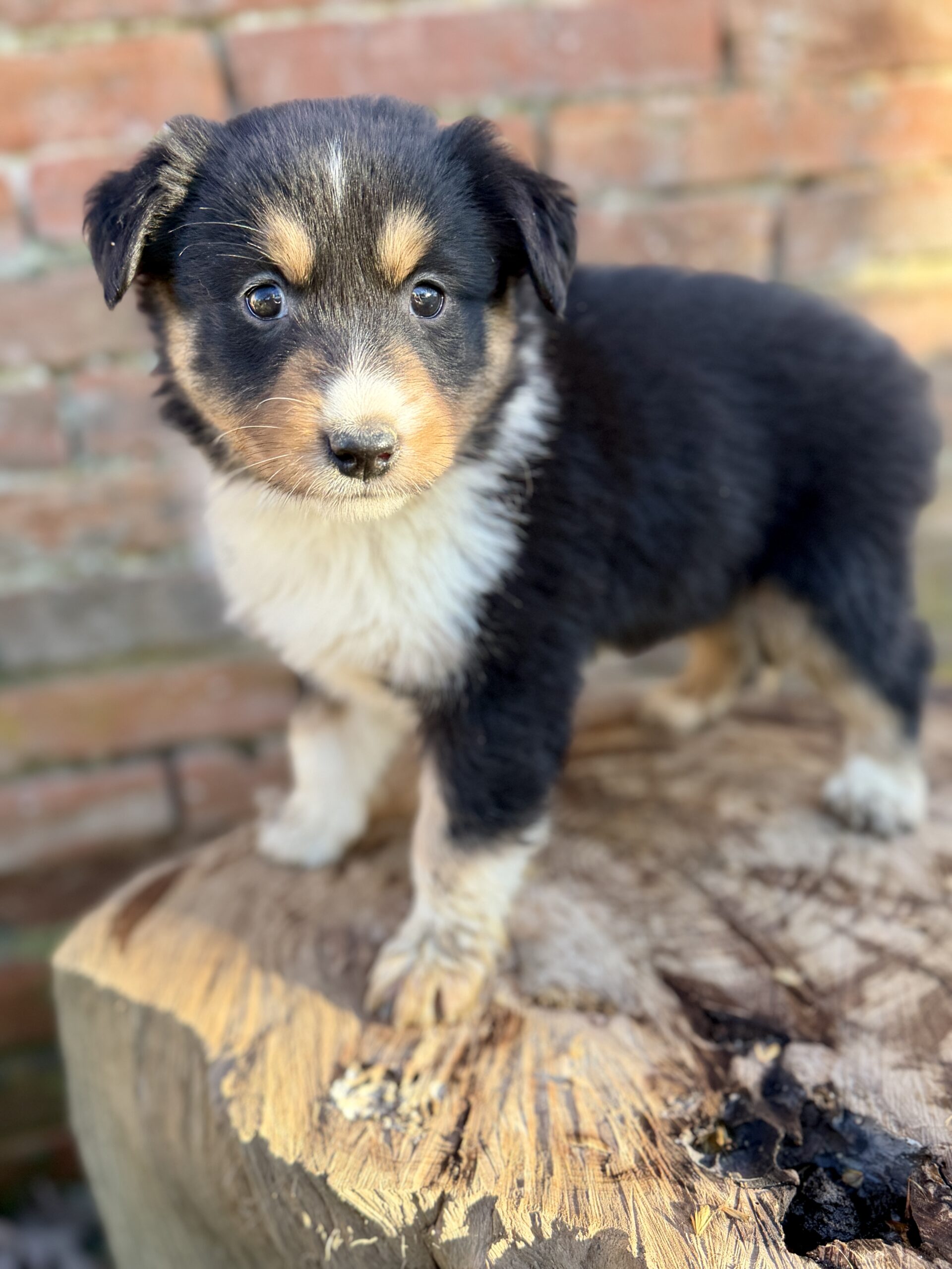 Elevage Deep Blue Eyes - Toulouse - Chiot Berger Américain Miniature Pomsky Teckel