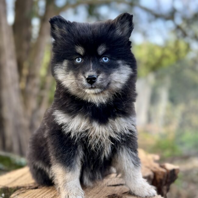 Elevage Deep Blue Eyes - Toulouse - Chiot Berger Américain Miniature Pomsky Teckel