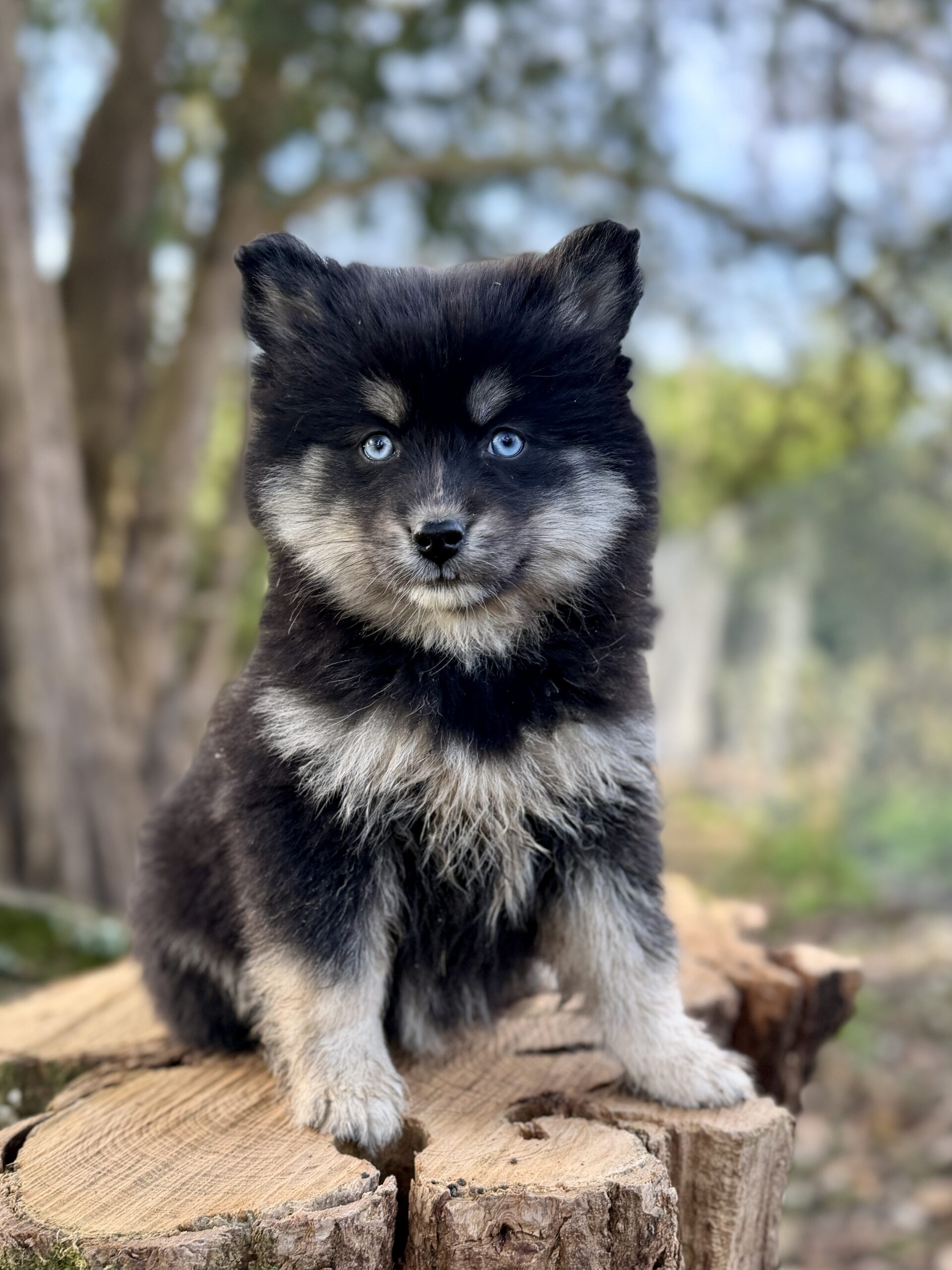 Elevage Deep Blue Eyes - Toulouse - Chiot Berger Américain Miniature Pomsky Teckel
