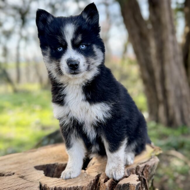 Elevage Deep Blue Eyes - Toulouse - Chiot Berger Américain Miniature Pomsky Teckel