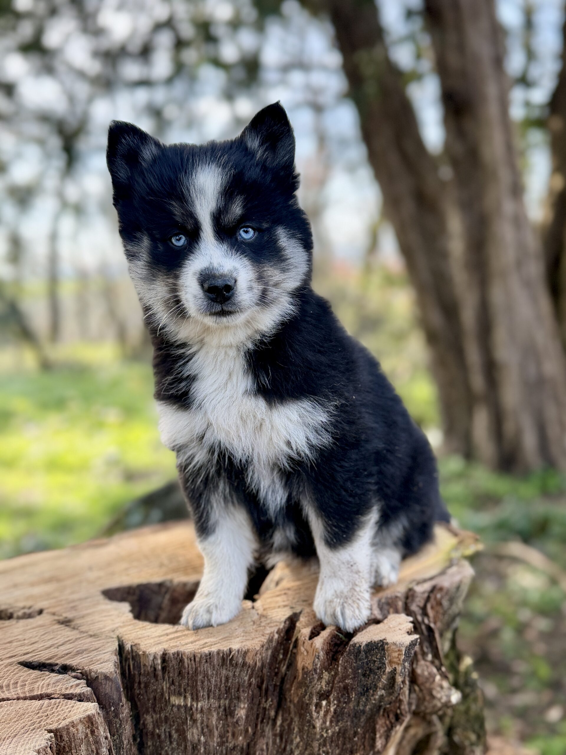 Elevage Deep Blue Eyes - Toulouse - Chiot Berger Américain Miniature Pomsky Teckel