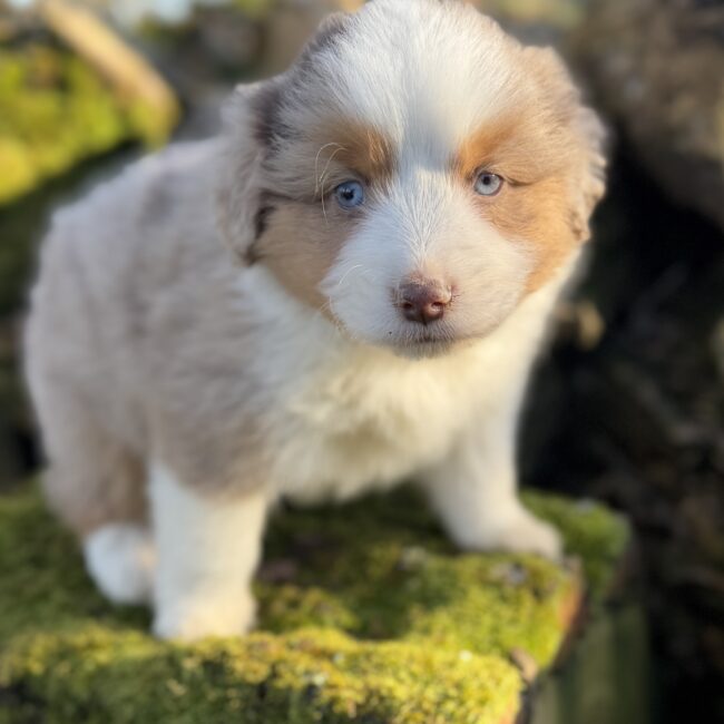 Elevage Deep Blue Eyes - Toulouse - Chiot Berger Américain Miniature Pomsky Teckel