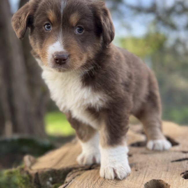 Elevage Deep Blue Eyes - Toulouse - Chiot Berger Américain Miniature Pomsky
