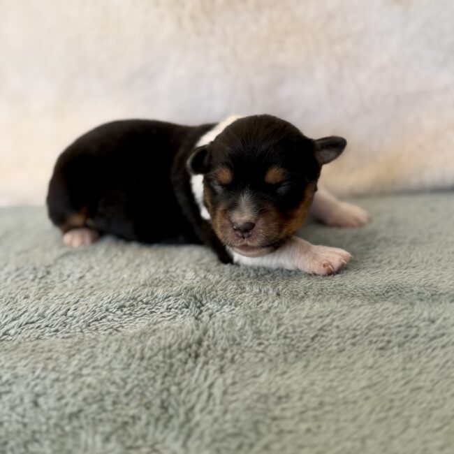 Elevage Deep Blue Eyes - Toulouse - Chiot Berger Américain Miniature Pomsky