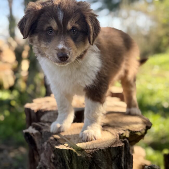 Elevage Deep Blue Eyes - Toulouse - Chiot Berger Américain Miniature Pomsky