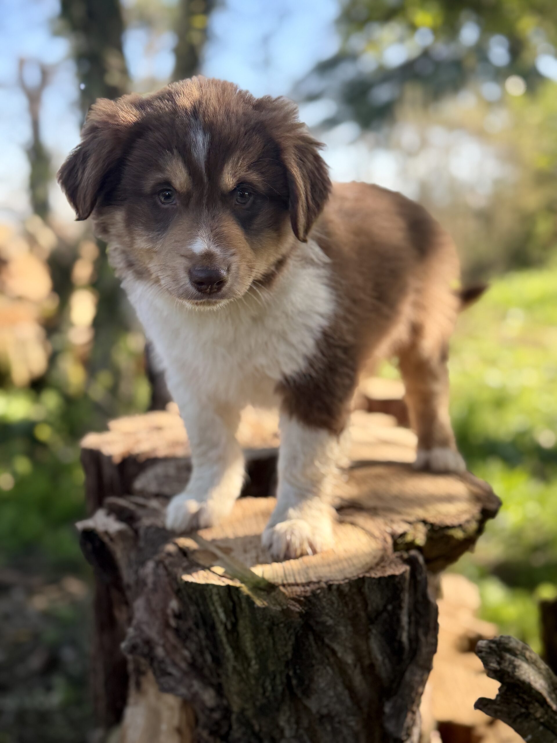 Elevage Deep Blue Eyes - Toulouse - Chiot Berger Américain Miniature Pomsky