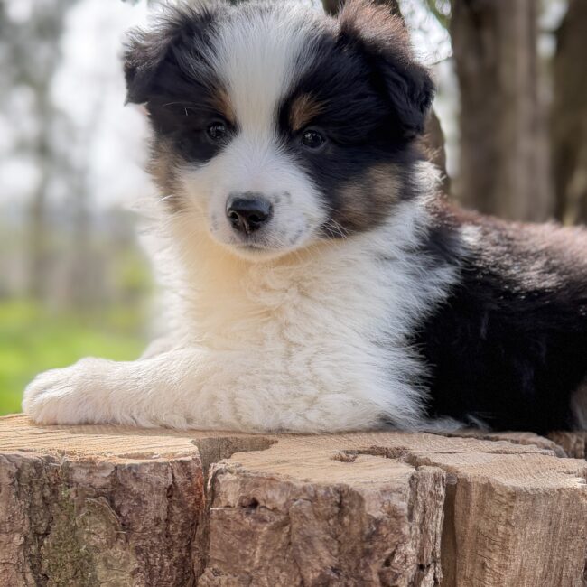 Elevage Deep Blue Eyes - Toulouse - Chiot Berger Américain Miniature Pomsky