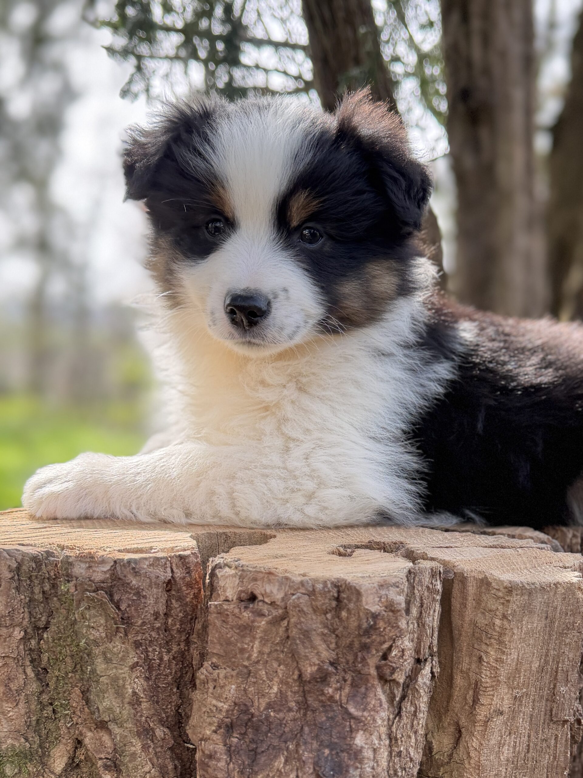 Elevage Deep Blue Eyes - Toulouse - Chiot Berger Américain Miniature Pomsky