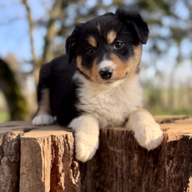 Elevage Deep Blue Eyes - Toulouse - Chiot Berger Américain Miniature Pomsky
