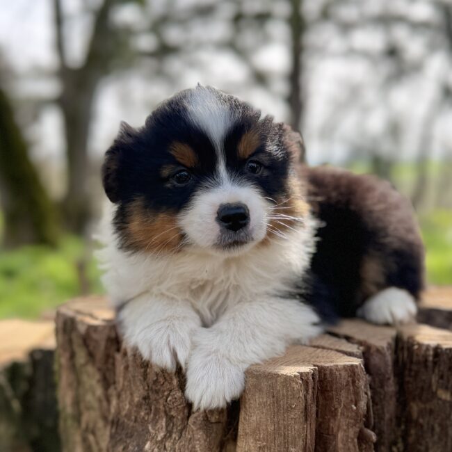 Elevage Deep Blue Eyes - Toulouse - Chiot Berger Américain Miniature Pomsky