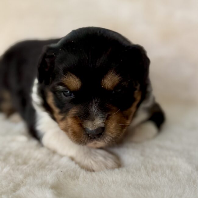 Elevage Deep Blue Eyes - Toulouse - Chiot Berger Américain Miniature Pomsky