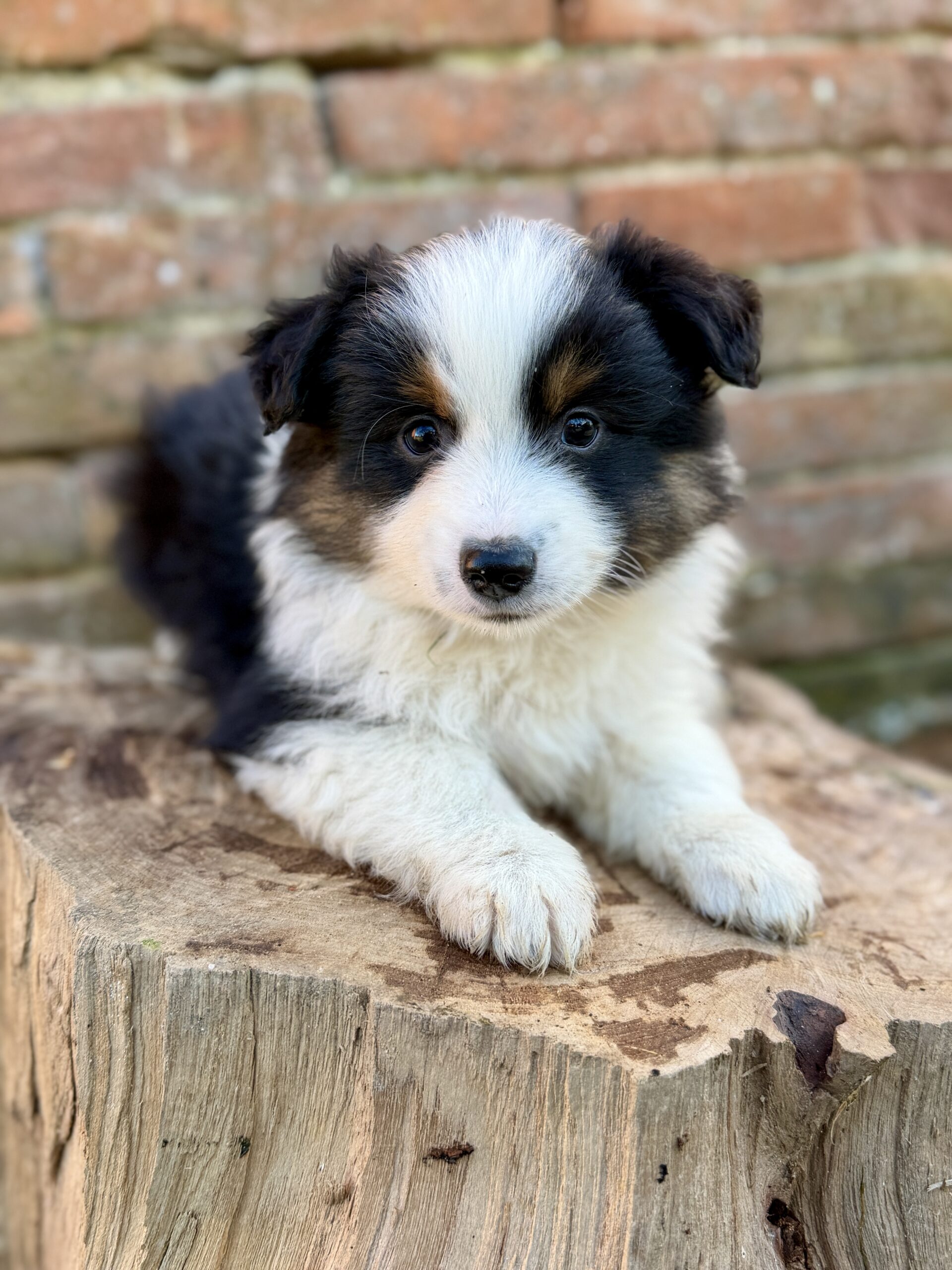 Elevage Deep Blue Eyes - Toulouse - Chiot Berger Américain Miniature Pomsky