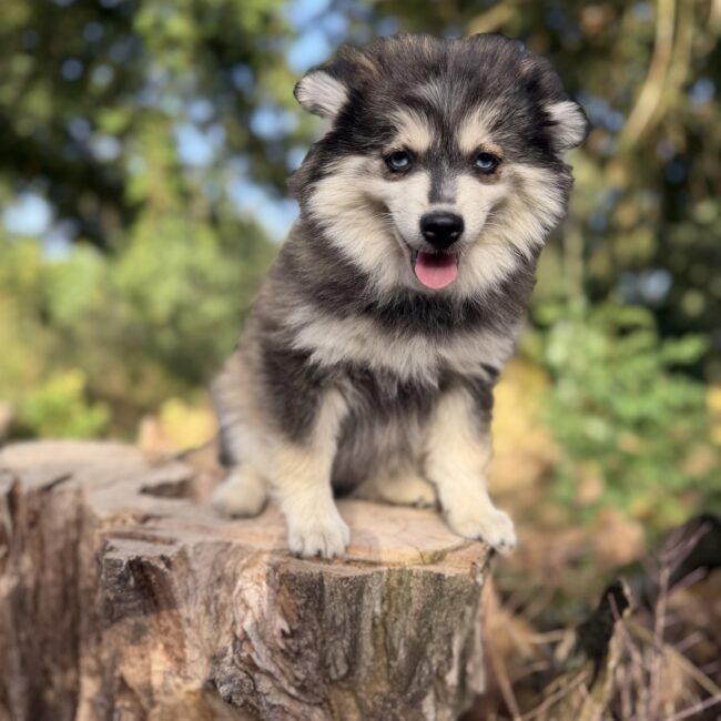 Elevage Deep Blue Eyes - Toulouse - Chiot Berger Américain Miniature Pomsky