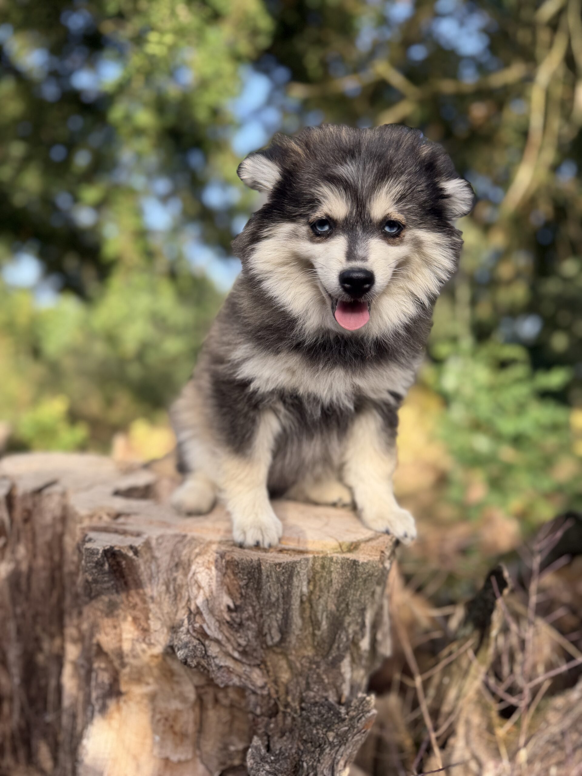 Elevage Deep Blue Eyes - Toulouse - Chiot Berger Américain Miniature Pomsky