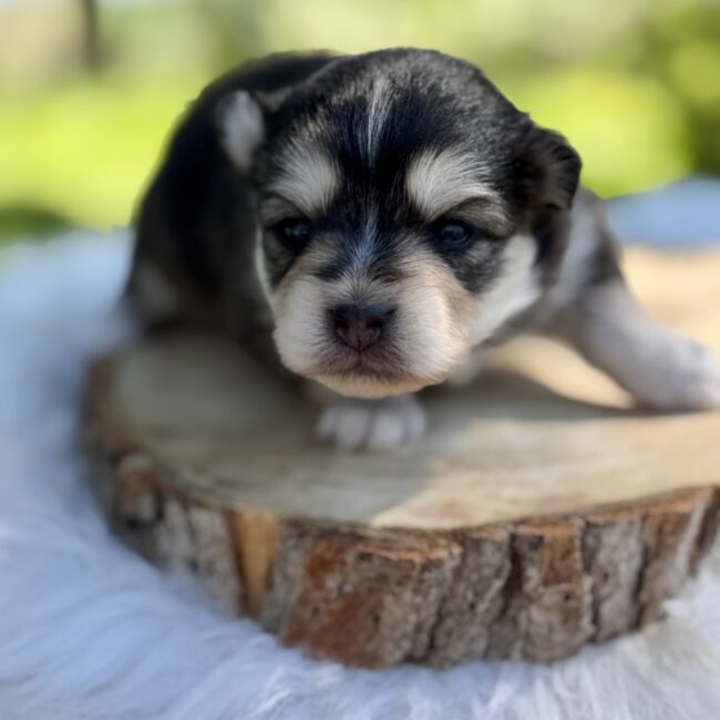Elevage Deep Blue Eyes - Toulouse - Chiot Berger Américain Miniature Pomsky