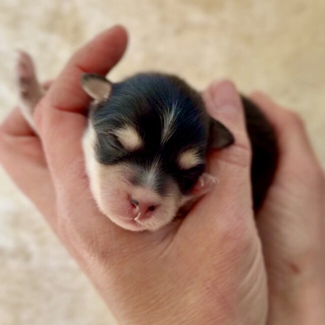 Elevage Deep Blue Eyes - Toulouse - Chiot Berger Américain Miniature Pomsky