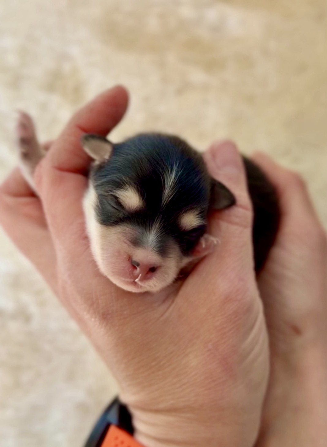 Elevage Deep Blue Eyes - Toulouse - Chiot Berger Américain Miniature Pomsky