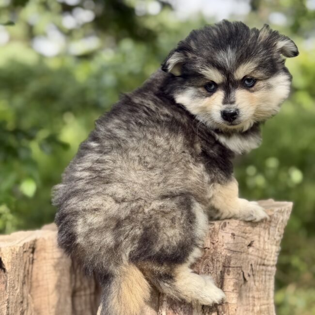 Elevage Deep Blue Eyes - Toulouse - Chiot Berger Américain Miniature Pomsky