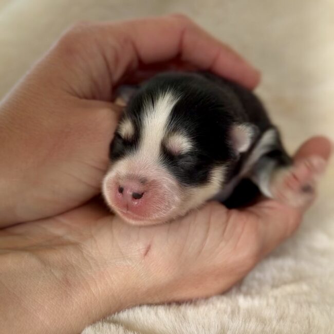 Elevage Deep Blue Eyes - Toulouse - Chiot Berger Américain Miniature Pomsky