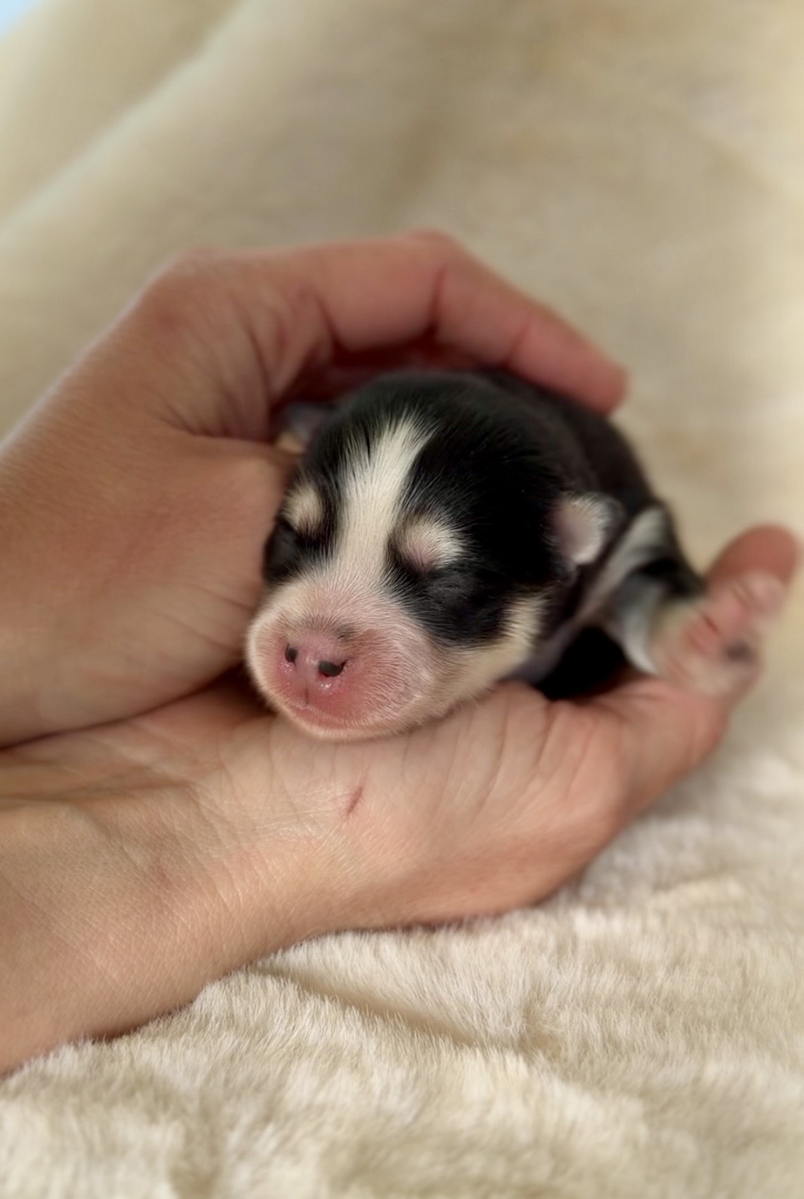 Elevage Deep Blue Eyes - Toulouse - Chiot Berger Américain Miniature Pomsky