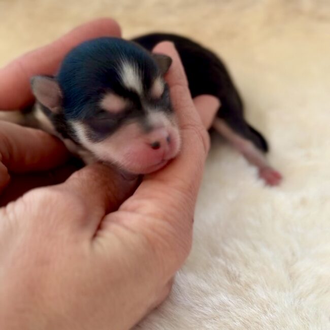 Elevage Deep Blue Eyes - Toulouse - Chiot Berger Américain Miniature Pomsky