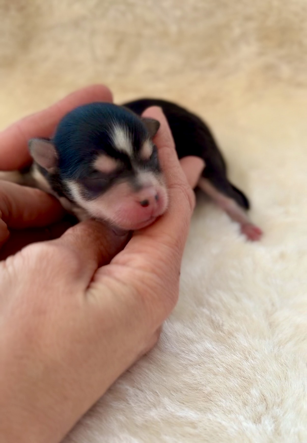 Elevage Deep Blue Eyes - Toulouse - Chiot Berger Américain Miniature Pomsky