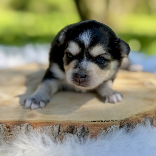 Elevage Deep Blue Eyes - Toulouse - Chiot Berger Américain Miniature Pomsky