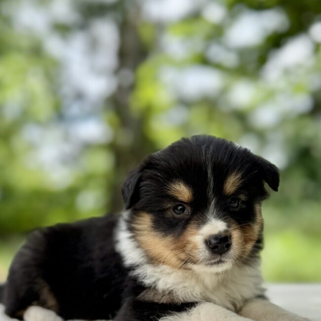 Elevage Deep Blue Eyes - Toulouse - Chiot Berger Américain Miniature Pomsky