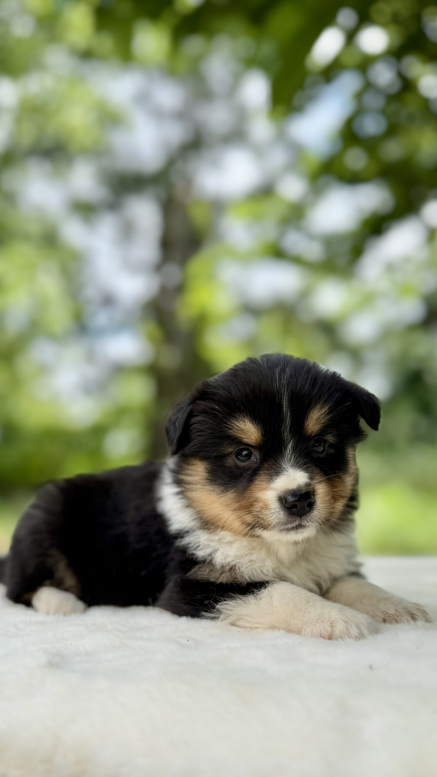 Elevage Deep Blue Eyes - Toulouse - Chiot Berger Américain Miniature Pomsky