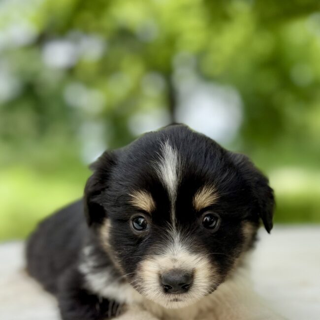Elevage Deep Blue Eyes - Toulouse - Chiot Berger Américain Miniature Pomsky