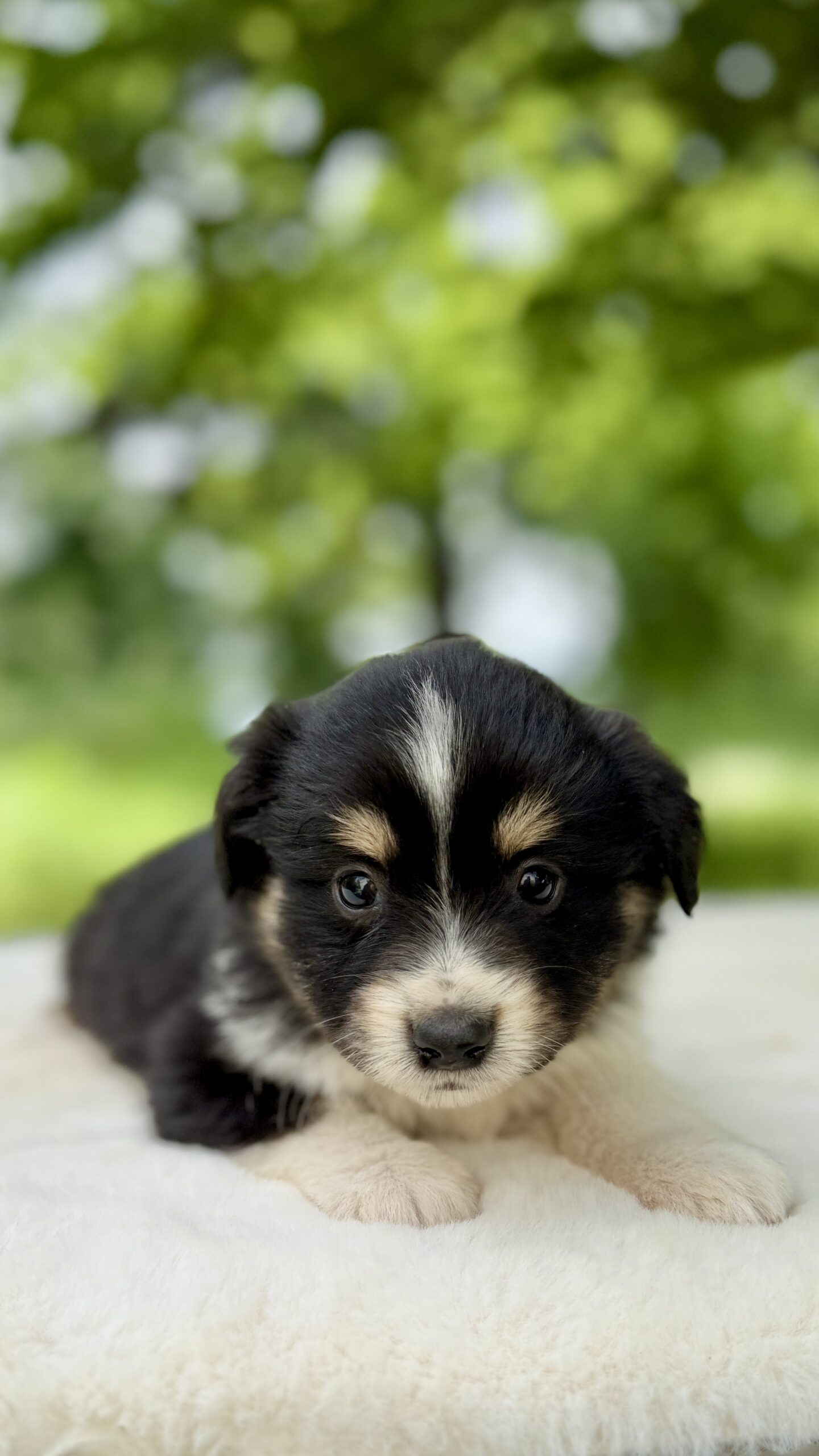 Elevage Deep Blue Eyes - Toulouse - Chiot Berger Américain Miniature Pomsky