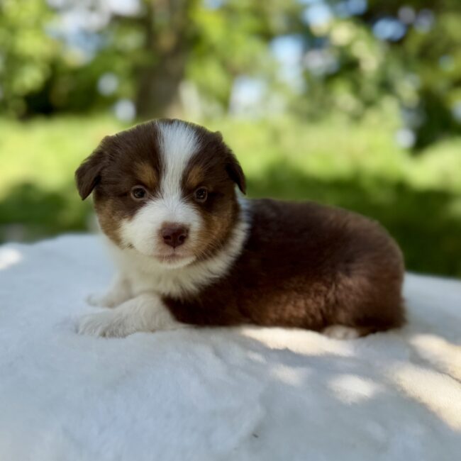 Elevage Deep Blue Eyes - Toulouse - Chiot Berger Américain Miniature Pomsky