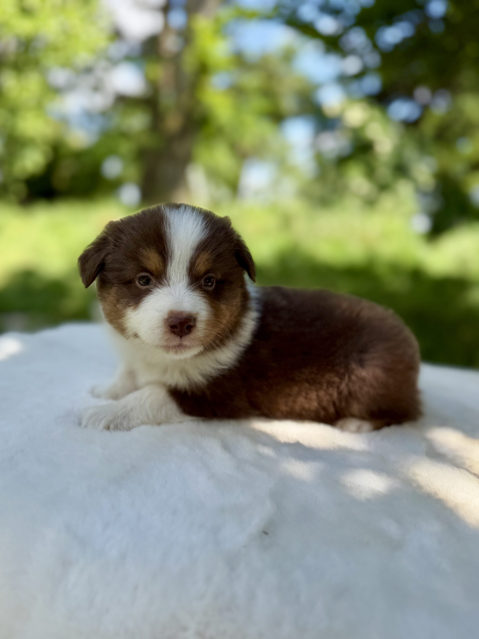 Elevage Deep Blue Eyes - Toulouse - Chiot Berger Américain Miniature Pomsky