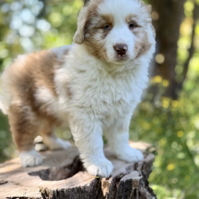 Elevage Deep Blue Eyes - Toulouse - Chiot Berger Américain Miniature Pomsky