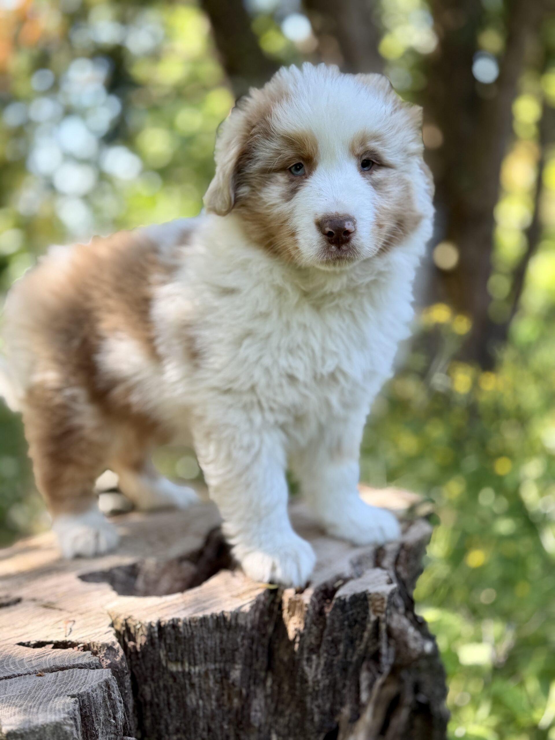 Elevage Deep Blue Eyes - Toulouse - Chiot Berger Américain Miniature Pomsky