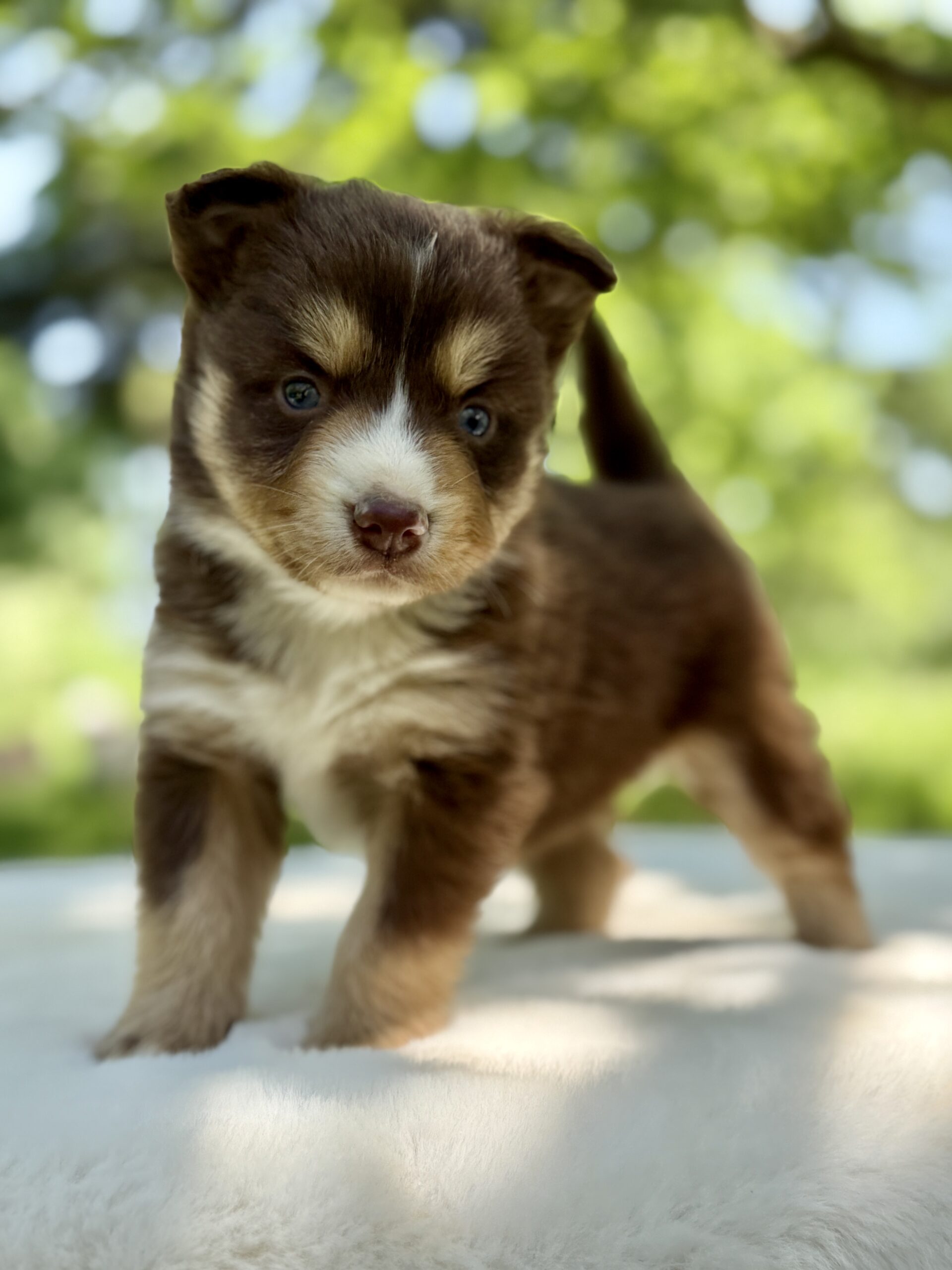 Elevage Deep Blue Eyes - Toulouse - Chiot Berger Américain Miniature Pomsky