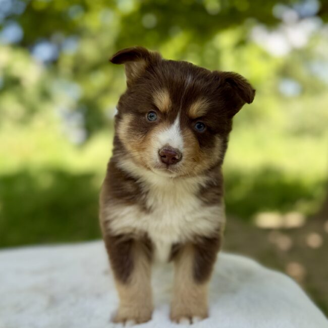 Elevage Deep Blue Eyes - Toulouse - Chiot Berger Américain Miniature Pomsky