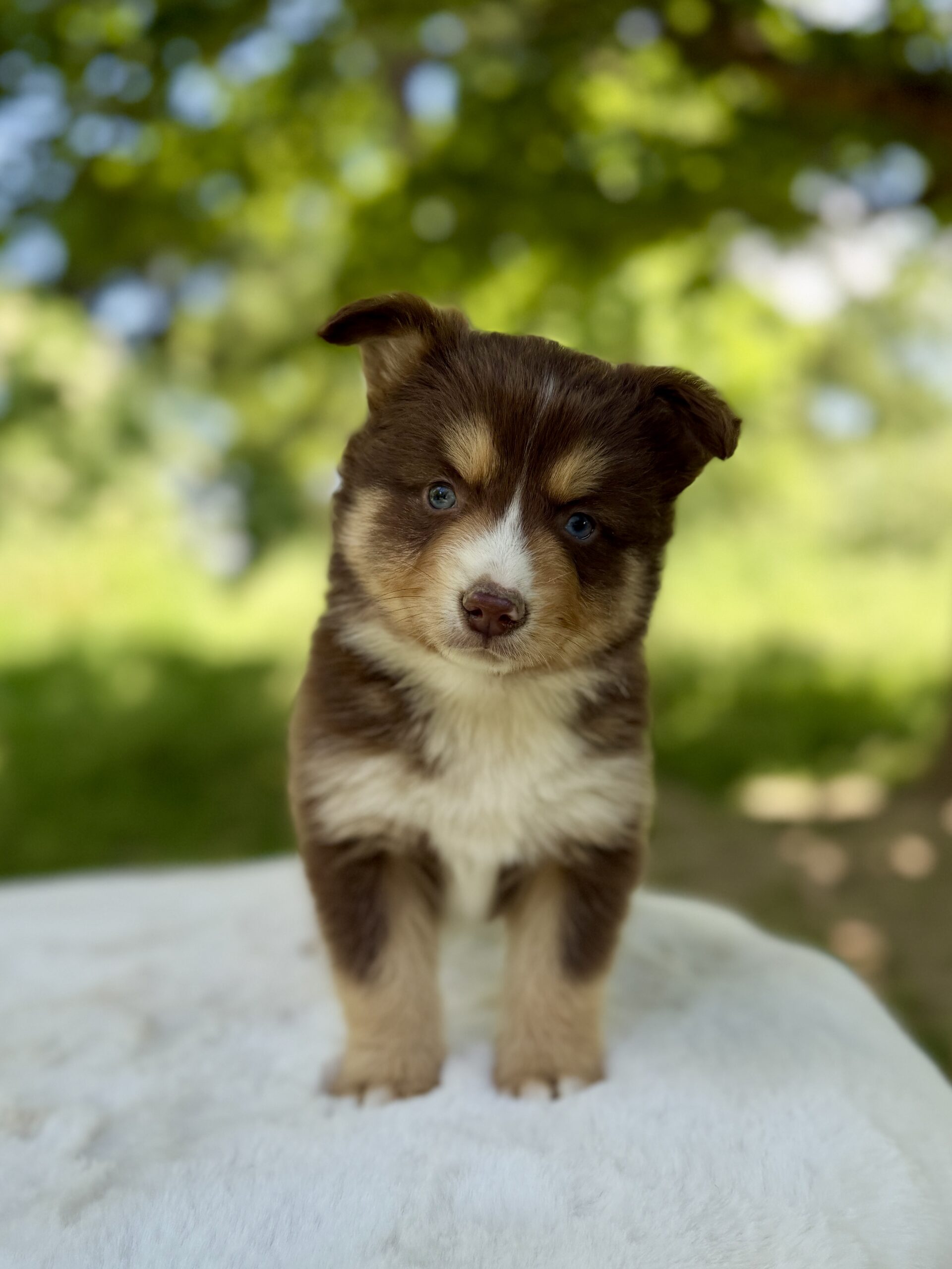 Elevage Deep Blue Eyes - Toulouse - Chiot Berger Américain Miniature Pomsky