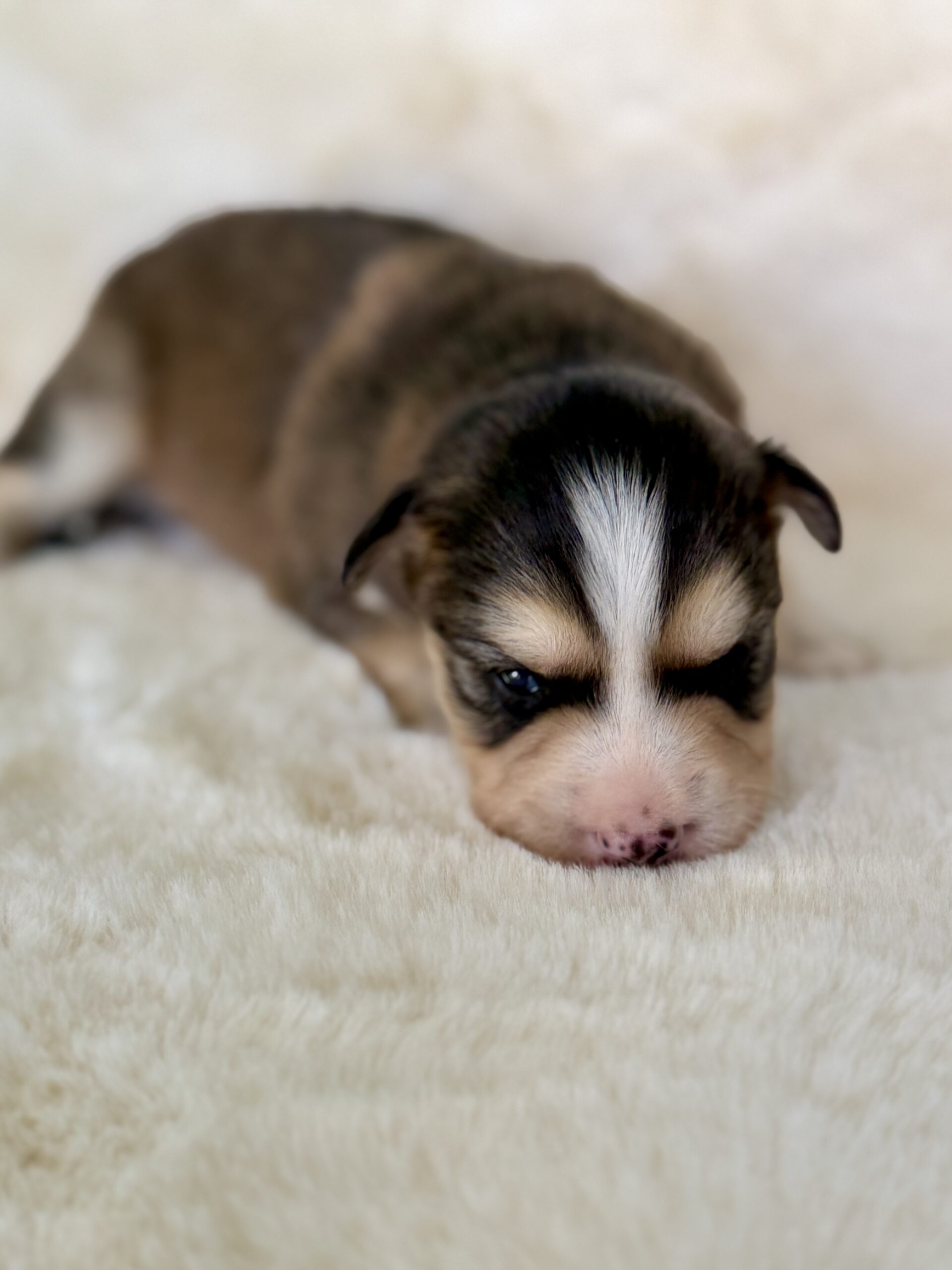 Elevage Deep Blue Eyes - Toulouse - Chiot Berger Américain Miniature Pomsky