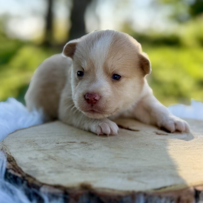 Elevage Deep Blue Eyes - Toulouse - Chiot Berger Américain Miniature Pomsky