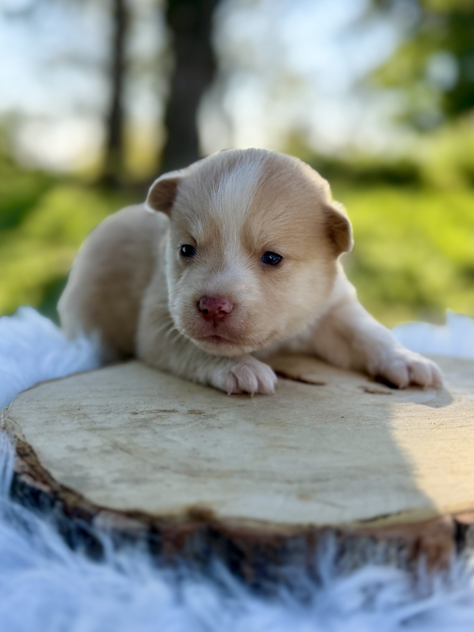 Elevage Deep Blue Eyes - Toulouse - Chiot Berger Américain Miniature Pomsky