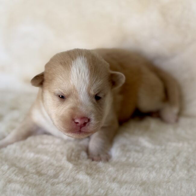 Elevage Deep Blue Eyes - Toulouse - Chiot Berger Américain Miniature Pomsky