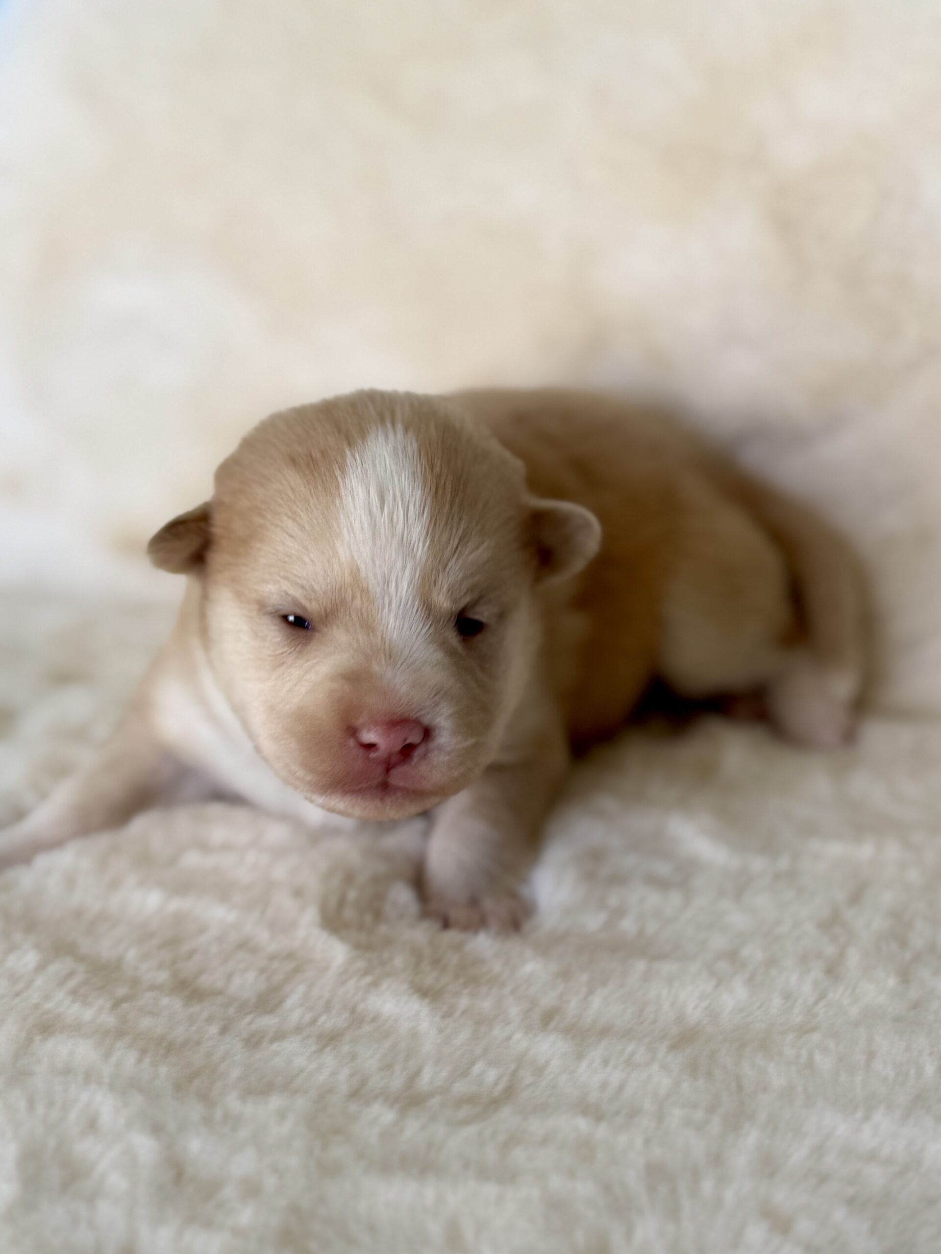 Elevage Deep Blue Eyes - Toulouse - Chiot Berger Américain Miniature Pomsky