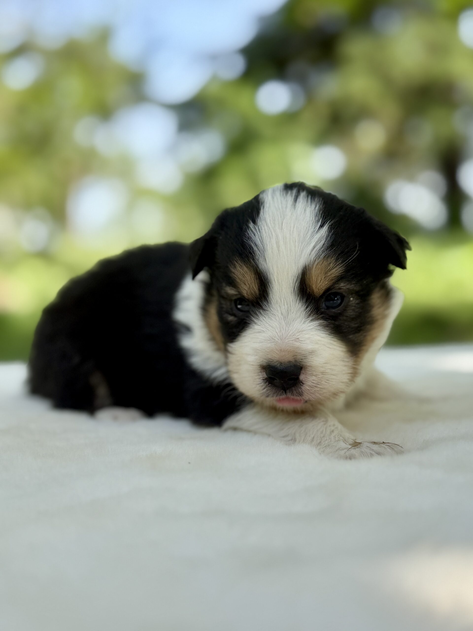 Elevage Deep Blue Eyes - Toulouse - Chiot Berger Américain Miniature Pomsky