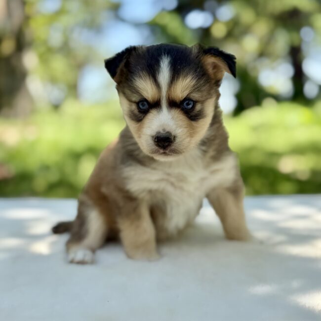 Elevage Deep Blue Eyes - Toulouse - Chiot Berger Américain Miniature Pomsky