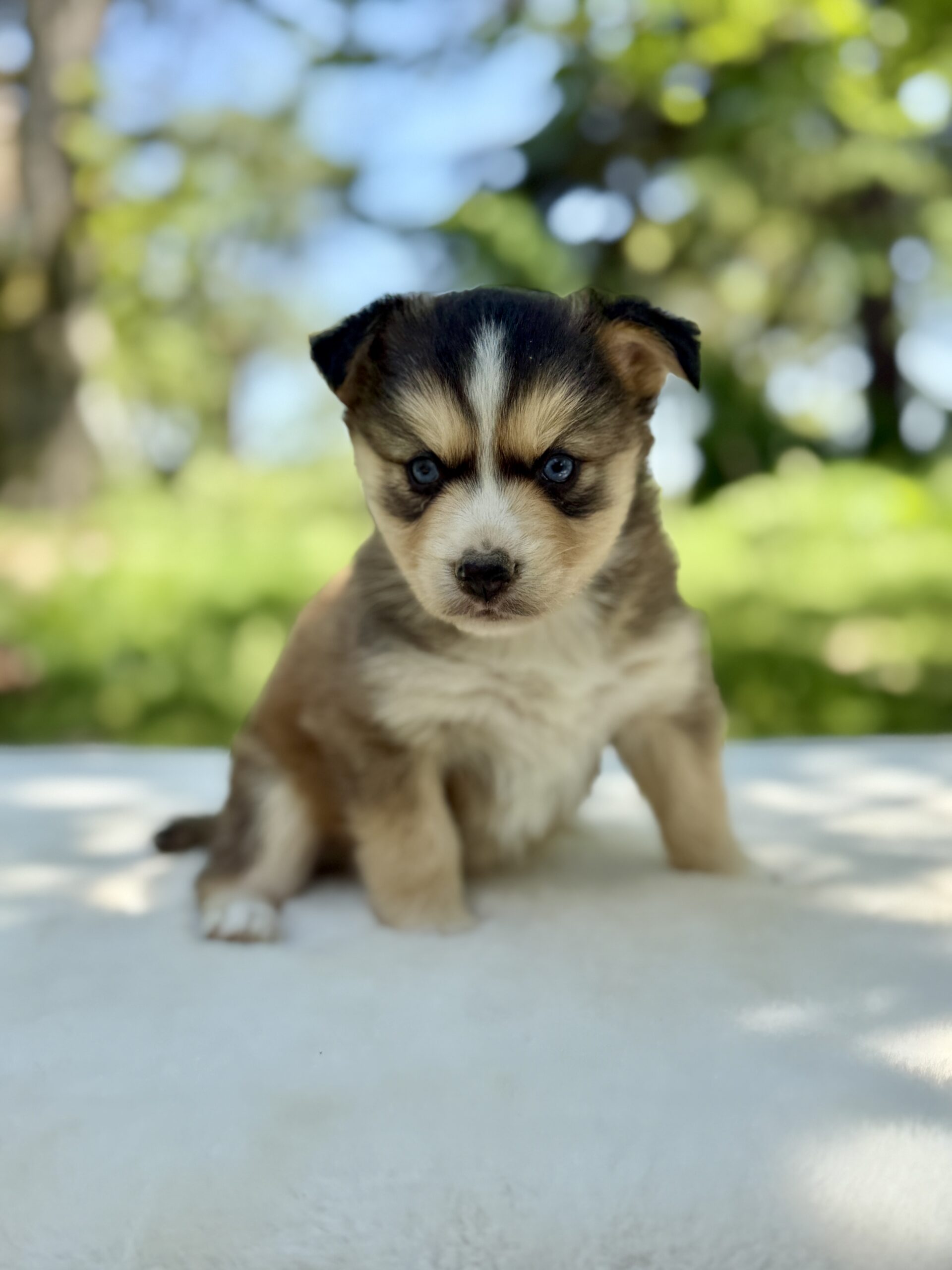 Elevage Deep Blue Eyes - Toulouse - Chiot Berger Américain Miniature Pomsky
