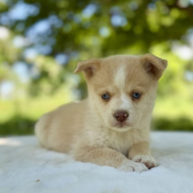 Elevage Deep Blue Eyes - Toulouse - Chiot Berger Américain Miniature Pomsky